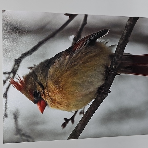 4x6 Cardinal‎ Art Painting Print - Picture 2 of 4